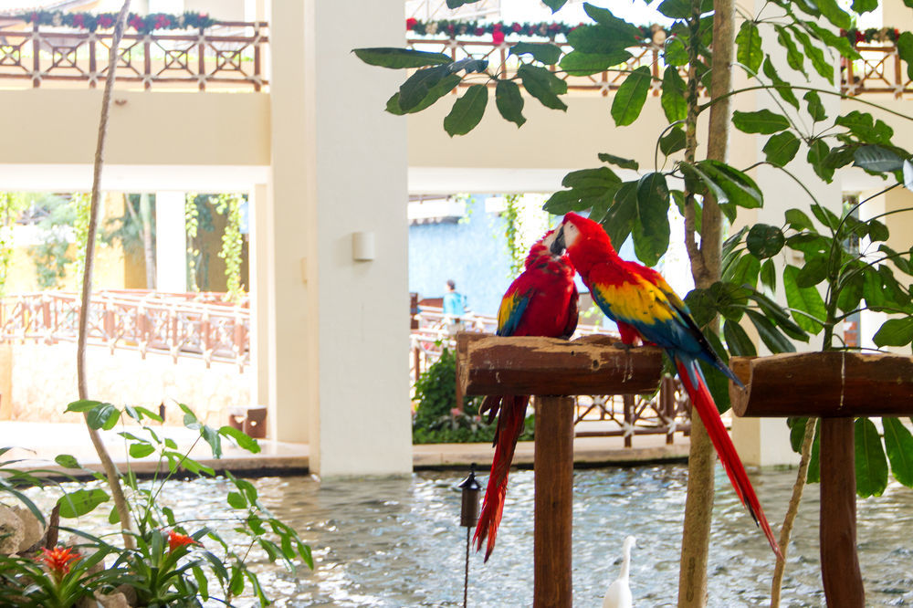 Occidental At Xcaret Destination - 5* Xcaret Park